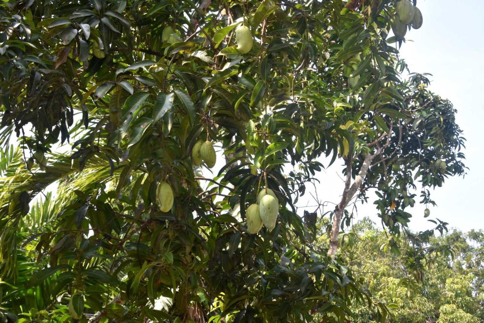 Yellow Birds Resort Anuradhapura Exterior photo